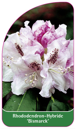 Rhododendron-Hybride 'Bismarck'