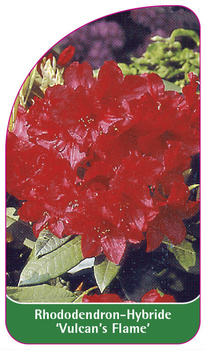 Rhododendron-Hybride 'Vulcan's Flame'