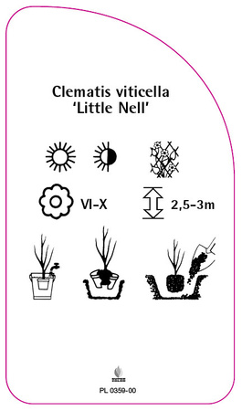 Clematis viticella 'Little Nell'