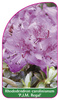 Rhododendron carolinianum 'P.J.M. Olga Regal'