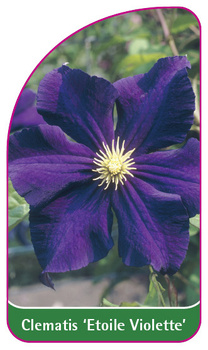 Clematis 'Etoile Violette'