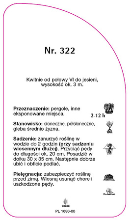 Róza parkowa Nr. 322