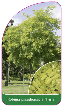 Robinia pseudoacacia 'Frisia'