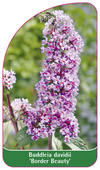 Buddleia davidii 'Frumusețe de frontieră'