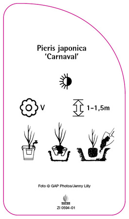 Pieris japonica 'Carnaval'