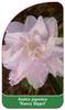 Azalea japonica 'Nancy Dippel'