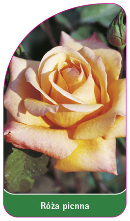Roza pienna Nr. 7