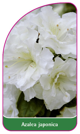 Azalea japonica