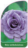 Róza wielkokwiatowa Nr. 222