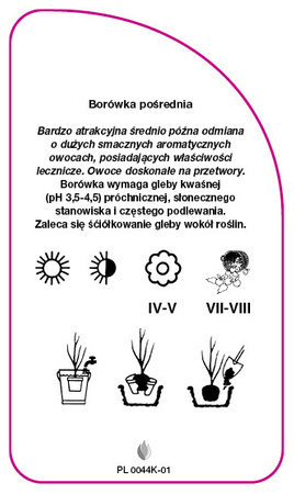 Vaccinium corymbosum 'North Country'