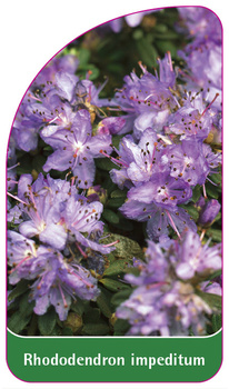 Rhododendron impeditum