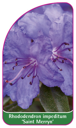 Rhododendron impeditum 'Saint Merryn'