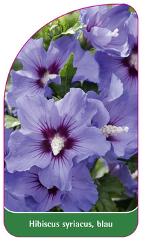 Hibiscus syriacus, blau