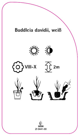 Buddleia davidii, weiß
