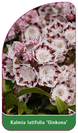 Kalmia latifolia 'Ginkona'