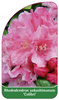 Rhododendron yakushimanum 'Colibri'