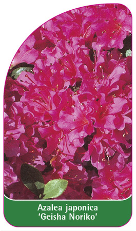 Azalea japonica 'Geisha Noriko'