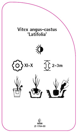 Vitex angus-castus 'Latifolia'