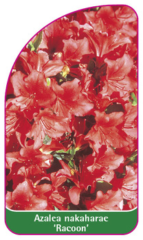 Rhododendron nakaharae 'Racoon'