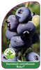 Vaccinium corymbosum 'Reka'