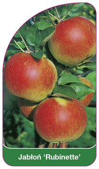 Jabłoń 'Rubinette'