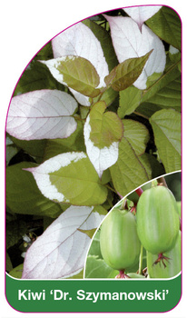Kiwi 'Dr. Szymanowski'