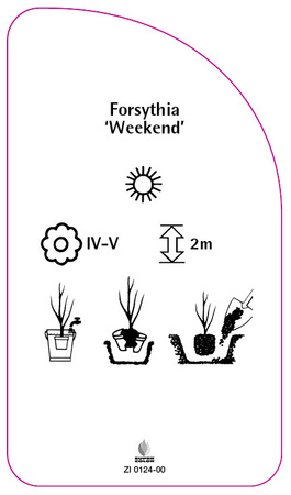 Forsythia 'Weekend'