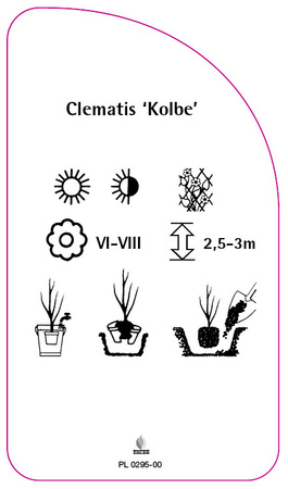 Clematis 'Kolbe'