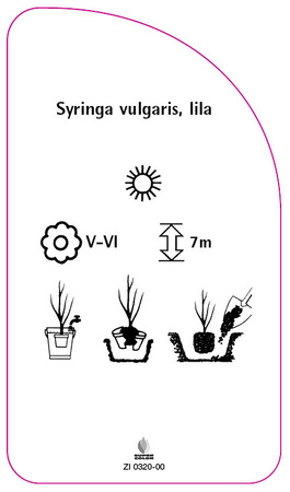 Syringa vulgaris, lila