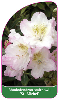 Rhododendron smirnowii 'St. Michel'