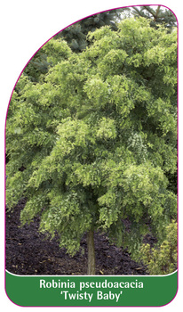 Robinia pseudoacacia 'Twisty Baby'