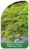 Juniperus chinensis 'Pfitzeriana Aurea'