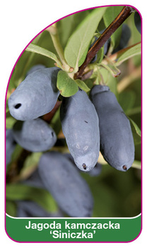 Jagoda kamczacka 'Siniczka'