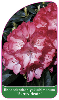 Rhododendron yakushimanum 'Surrey Heath'