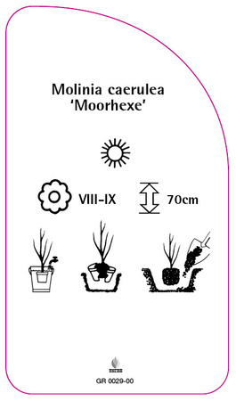 Molinia caerulea 'Moorhexe'