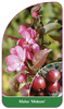 Malus 'Mokum'