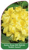 Azalea Knap-Hill-Hybride 'Golden Sunset'