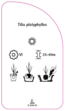 Tilia platyphyllos