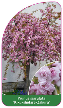 Prunus serrulata "Kiku-shidare-Zakura,