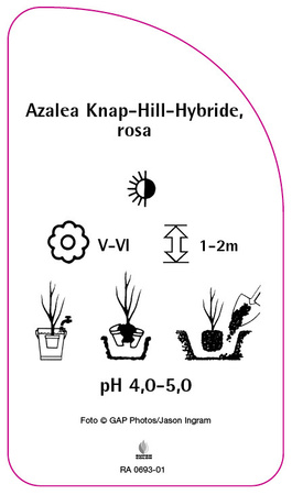 Azalea Knap-Hill-Hybride, rosa
