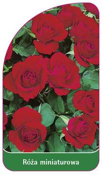 Róza miniaturowa