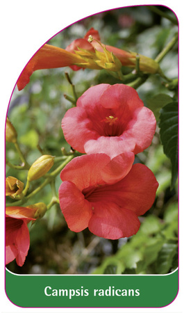Campsis radicans
