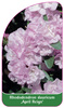 Rhododendron dauricum 'April Reign'