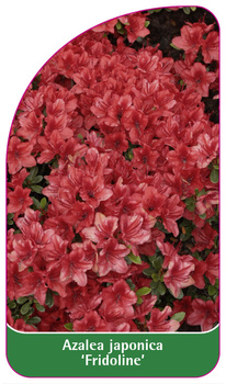 Azalea japonica 'Fridoline'