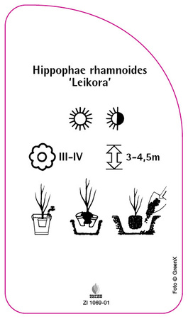 Hippophae rhamnoides 'Leikora'