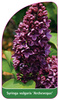 Syringa vulgaris 'Archeveque'