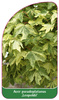Acer pseudoplatanus ,Leopoldii'