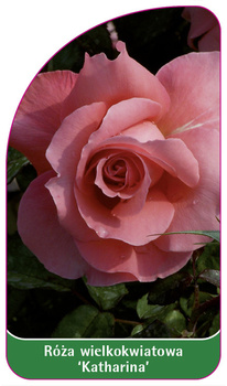 Róza wielkokwiatowa 'Katharina'