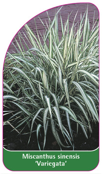 Miscanthus sinensis 'Variegata'