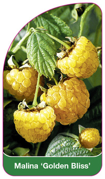 Malina 'Golden Bliss'